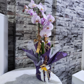  Erzincan Çiçek Siparişi Çift Dal Özel Renk VIP Orkide