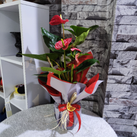  Erzincan Çiçek Kırmızı Antoryum (Anthurium )