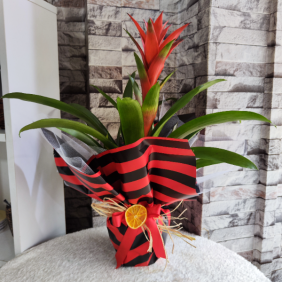  Erzincan Çiçek Gönder Kırmızı Guzmanya (Guzmania) Bitkisi
