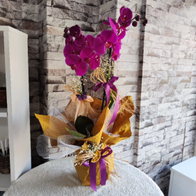 Erzincan Çiçekçi Çift Dal Mor Renk VIP Orkide 