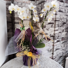 Erzincan Çiçekçi Üç Dal Beyaz Renk VIP Orkide