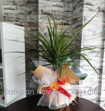  Erzincan Çiçekçiler Tek Gövdeli Dracena Marginanata Saksı Çiçeği