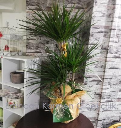  Erzincan Çiçek Gönder 3 lü Dracena Marginata