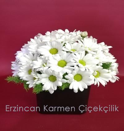 Erzincan Çiçekçi Siyah Kare Camda Beyaz Papatya
