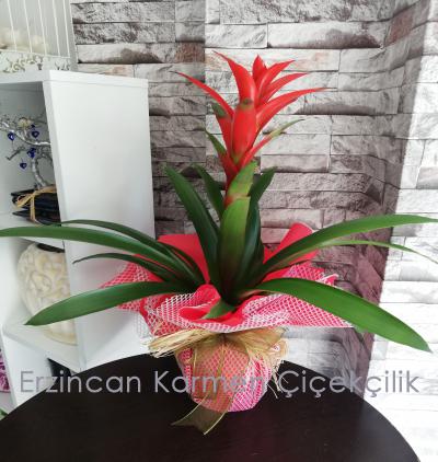 Erzincan Karmen Cicekcilik 0 446 223 45 11 Yerel Cicekci