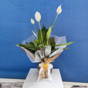  Erzincan Çiçek Siparişi Spatifilyum ( Barış Çiçeği ) Saksı Bitkisi -1