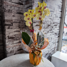  Erzincan Çiçek Çift Dal Sarı Renk Orkide