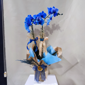 Erzincan Çiçekçi Mavi Orkide Çift Dal VIP