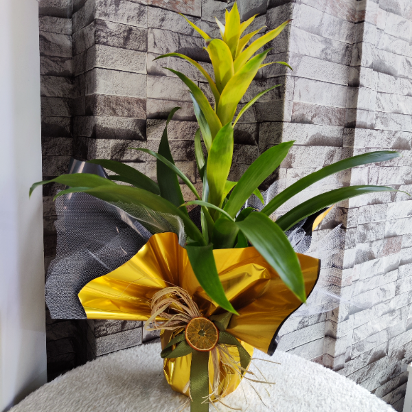  Erzincan Çiçek Gönder Sarı Renk Guzmanya (Guzmania) Bitkisi