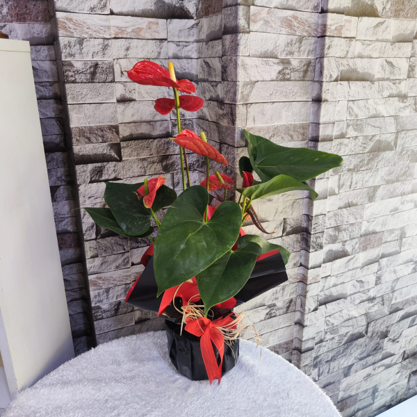 Erzincan Çiçek - Kırmızı Antoryum (Anthurium )