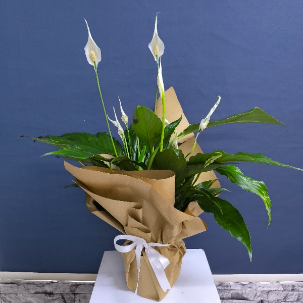  Erzincan Çiçekçiler - Spatifilyum ( Barış Çiçeği ) Saksı Bitkisi 