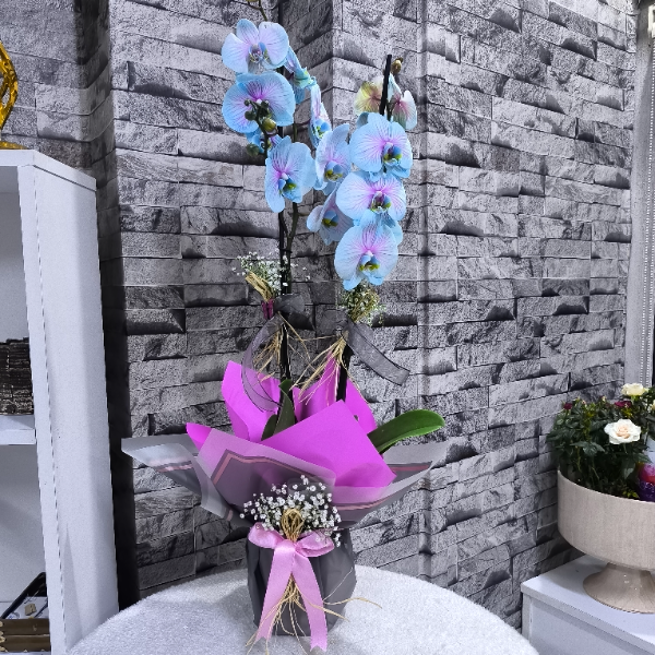 Erzincan Çiçekçi - Alacalı Mavi Orkide