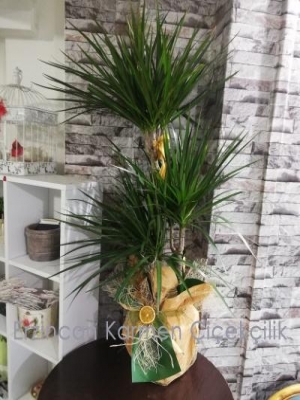  Erzincan Çiçek Gönder - 3 lü Dracena Marginata