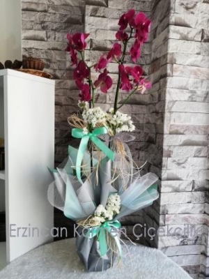 Erzincan Çiçekçi - Tek Dal Beyaz Renk Midi Orkide