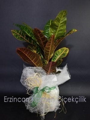  Erzincan Çiçek Siparişi - 3'lü Yukka