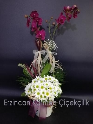  Erzincan Çiçek Gönder - mor orkidenin beyaz papatya ile buluşması