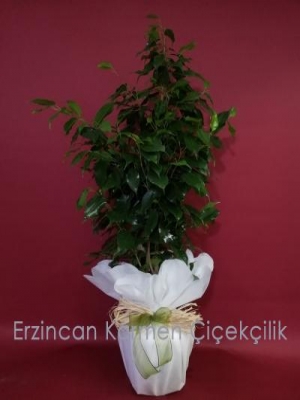  Erzincan Çiçek Gönder - Benjamin Saksı Bitkisi