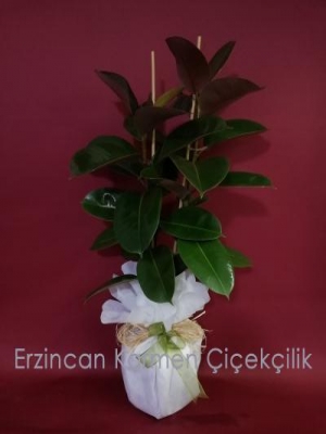  Erzincan Çiçek Gönder - 2'Lİ Kauçuk