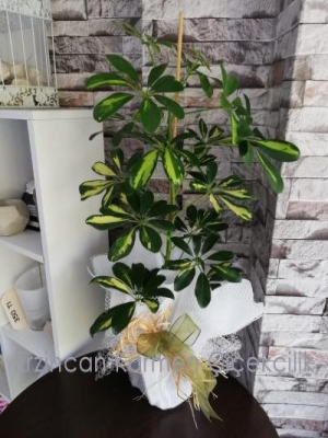  Erzincan Çiçek Siparişi - Schefflera (Şeflera) Saksı Bitkisi