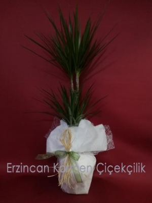  Erzincan Çiçek - Saksı Çiçeği 2' li Marginata