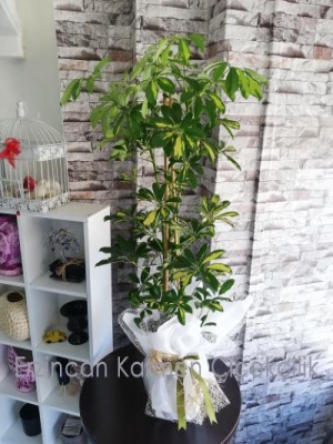  Erzincan Çiçek Siparişi - 2'li Schefflera (Şeflera) Saksı Bitkisi