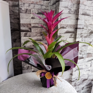  Erzincan Çiçek Siparişi - Mor Renk Guzmanya (Guzmania) Bitkisi