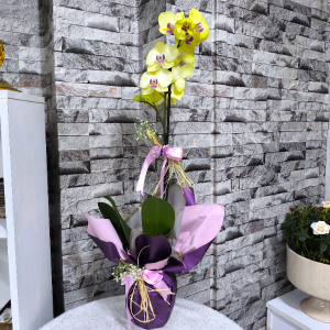  Erzincan Çiçek - Orta boy elma camda mavi bebek objeli teraryum 