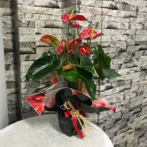  Erzincan Çiçek - Kırmızı Antoryum (Anthurium )