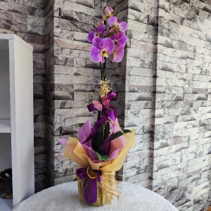  Erzincan Çiçekçiler - Tek Dal Renk Orkide