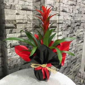  Erzincan Çiçek Gönder - Kırmızı Guzmanya (Guzmania) Bitkisi