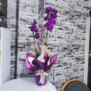 Erzincan Çiçekçi - Çift Dal Mor Renk VIP Orkide 